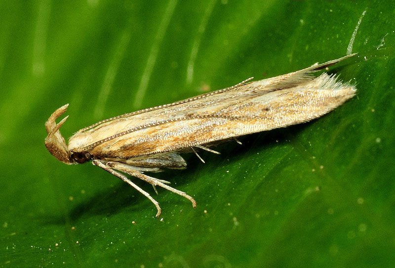 5 Gelechiidae - Metzneria lappella